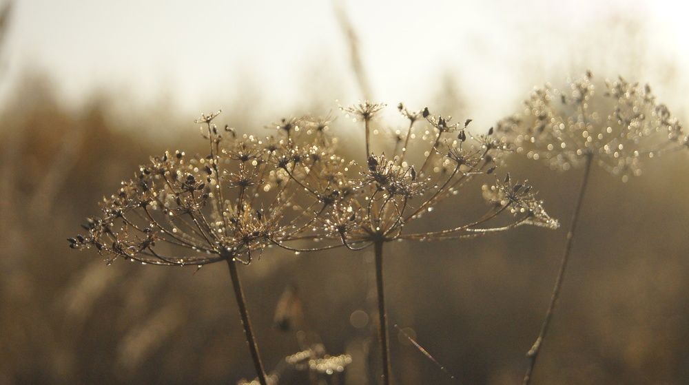 Photo #11089784