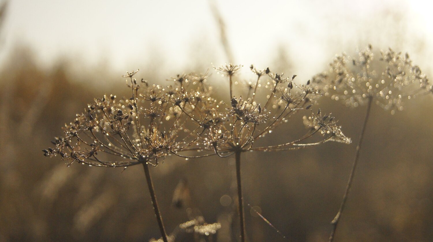 Photo #11089784