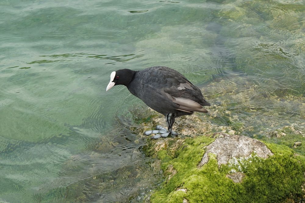 Фотография автора Игорь Семеновский