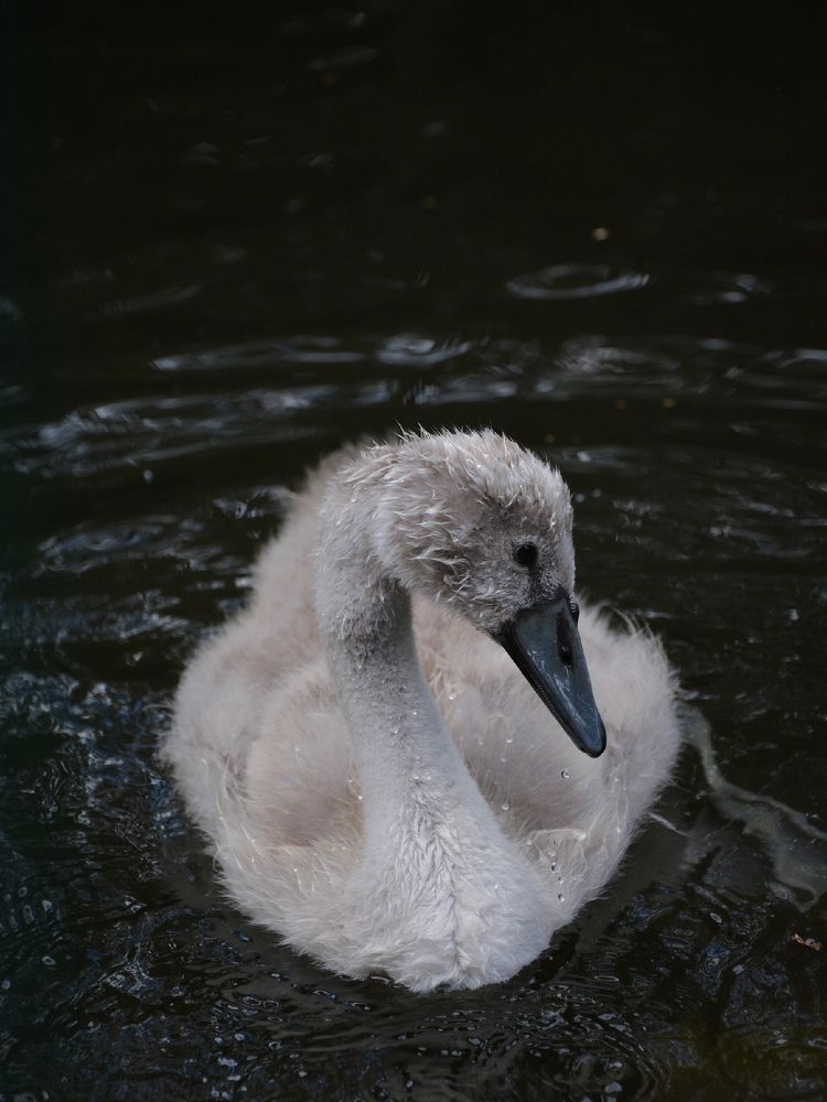 Photograph by Дарья Кирина