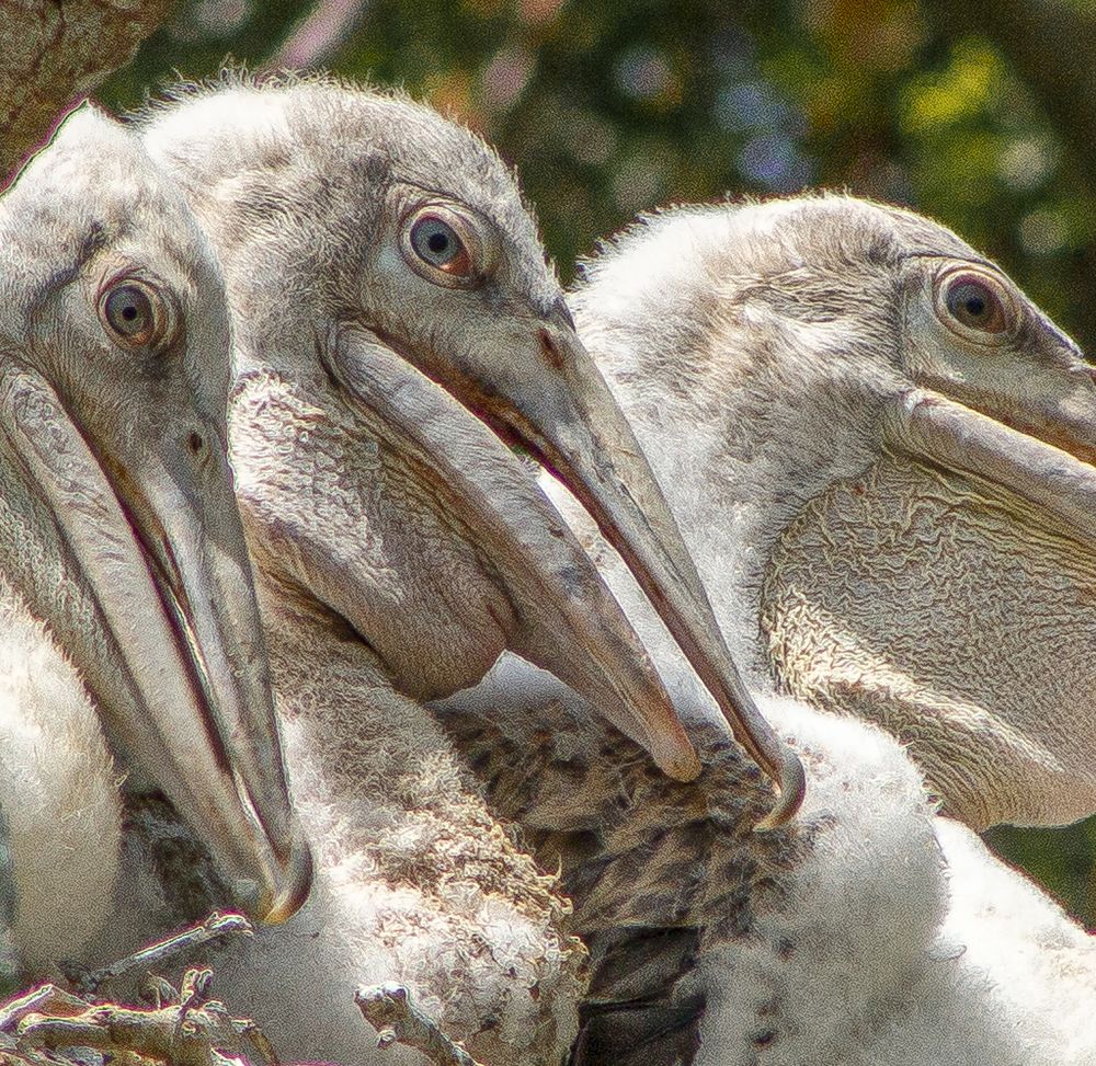 Photograph by Anantharajha Manoj