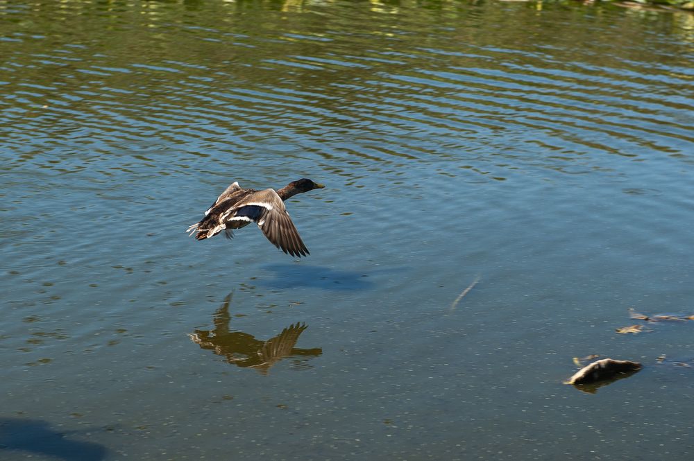 Фотография автора Елена Ефименко