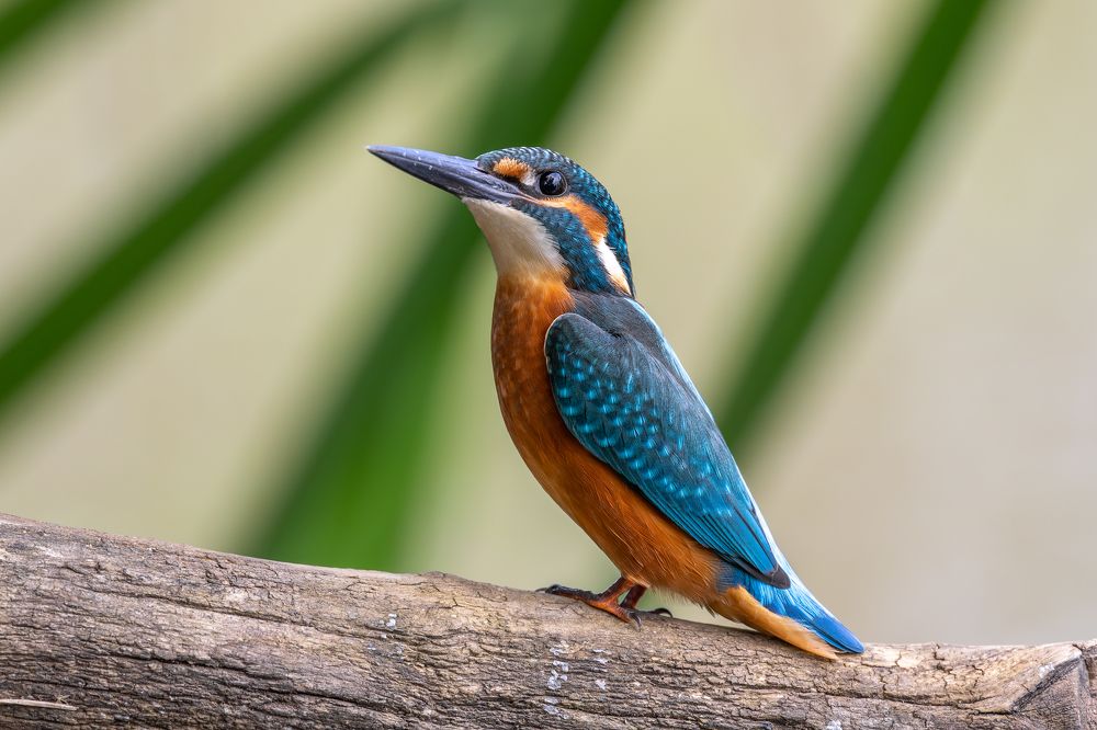 Photograph by Антон Науменко