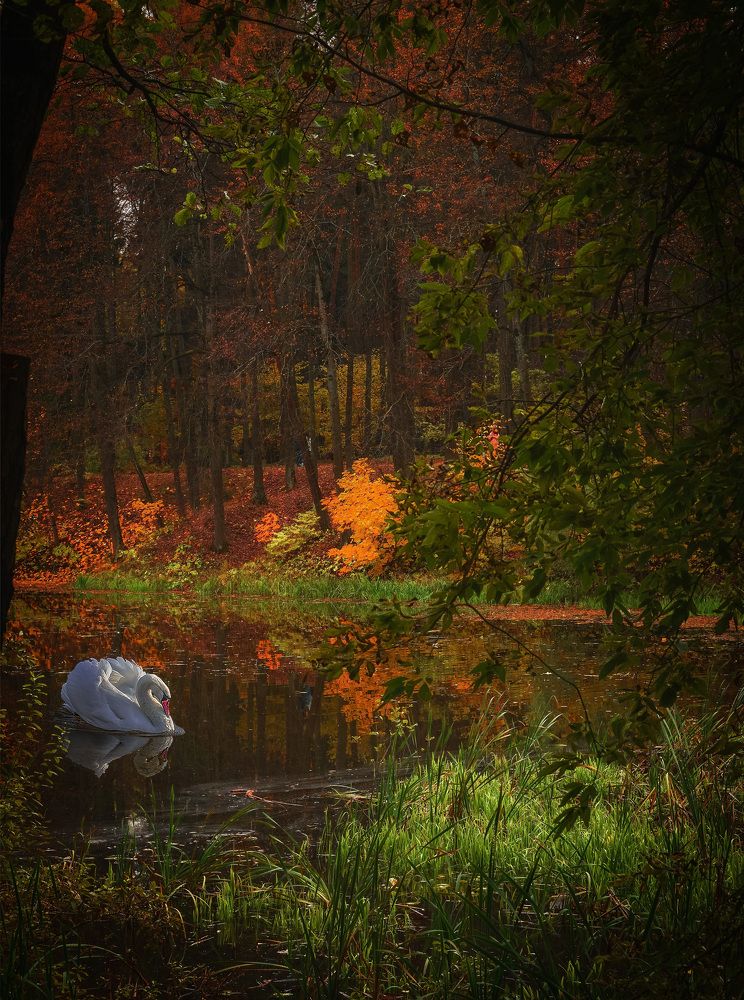На осеннем пруду.