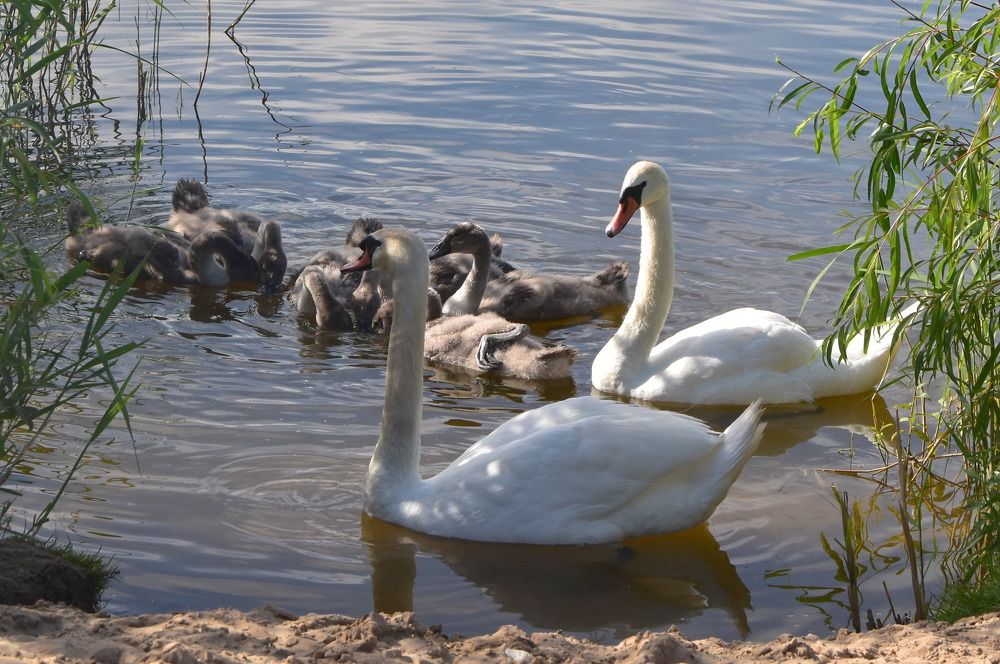 Photograph by Dimon Grinih