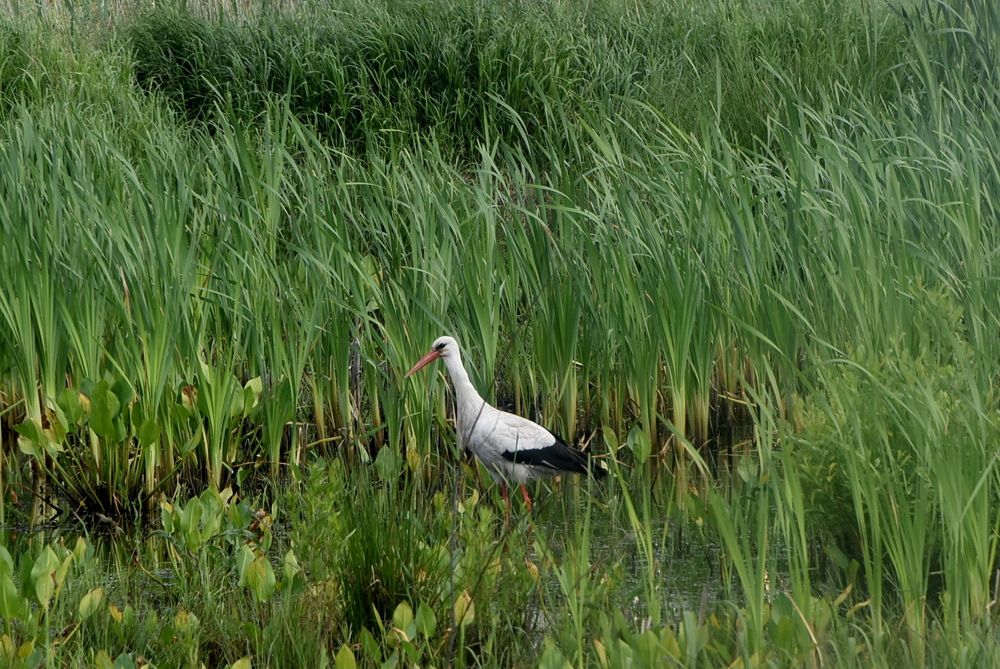 Photograph by Dimon Grinih