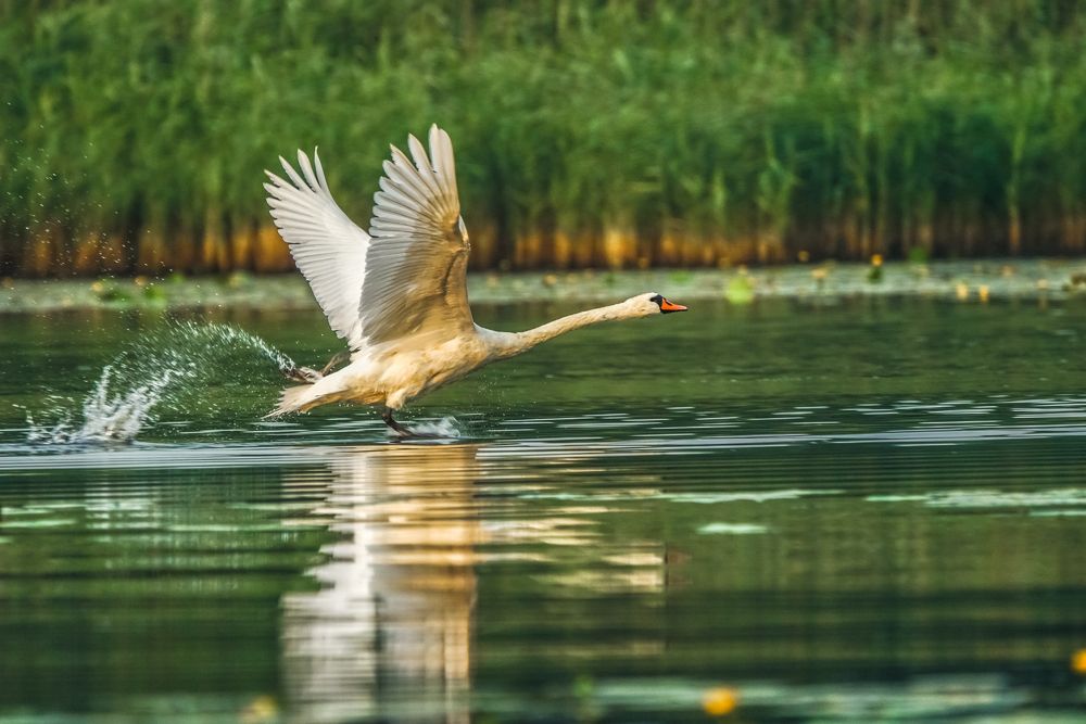 Разбег и взлёт....
