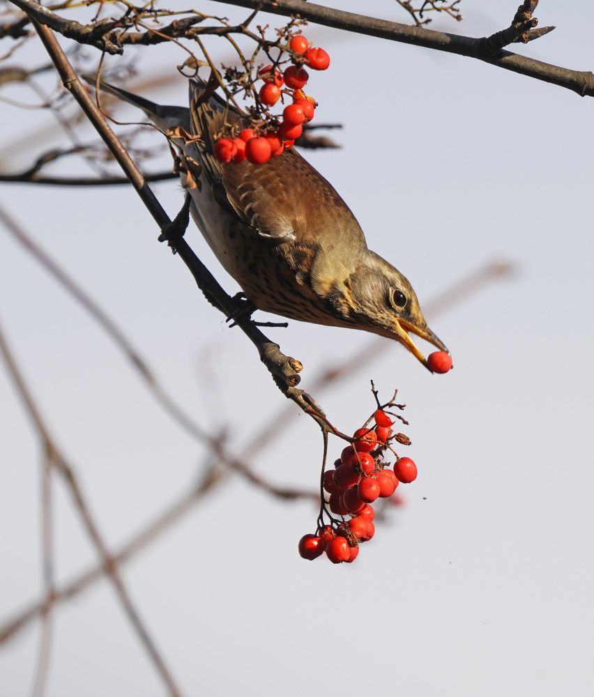 Налёт дроздов на рябину.
