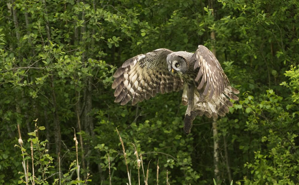 Мышка на завтрак