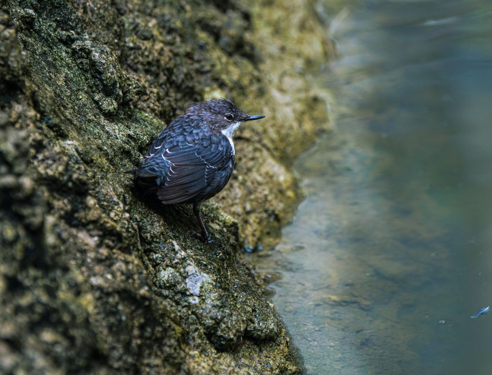 Оляпка или водяной воробей.