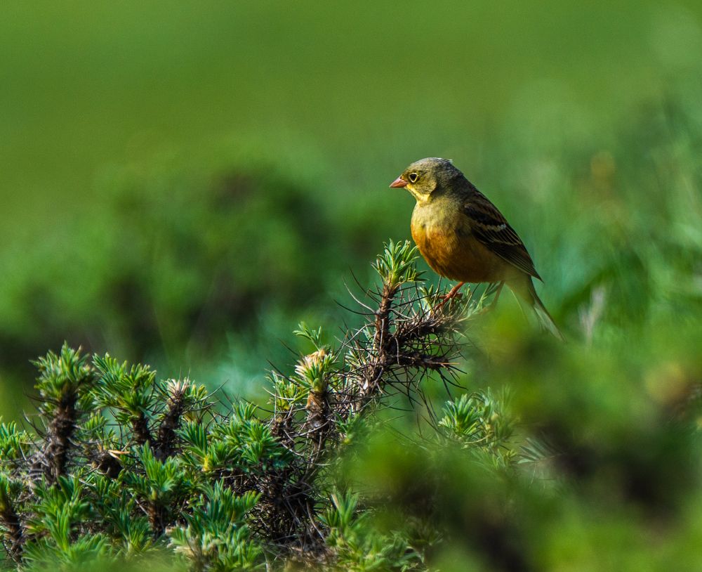 Садовая овсянка.