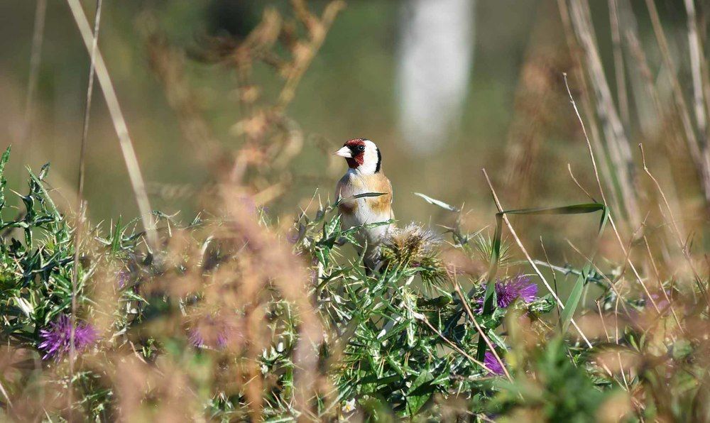 Carduelis carduelis