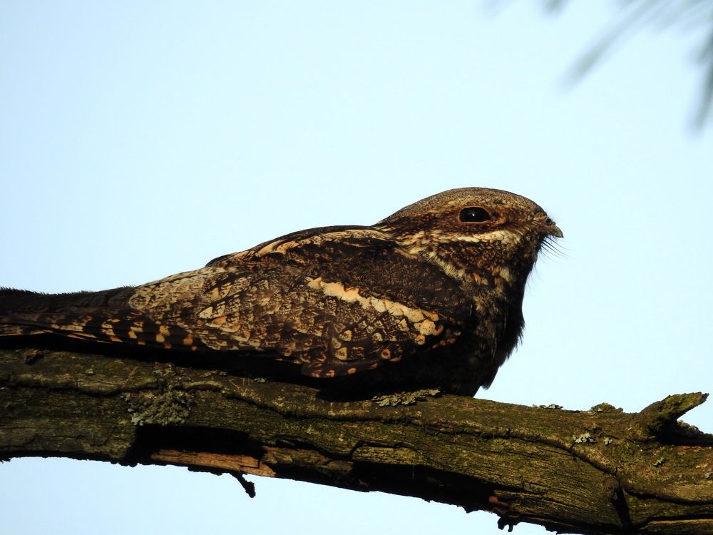 Photograph by Олеся Дейнеко