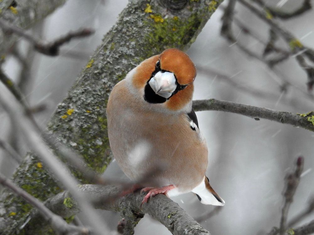 Photograph by Олеся Дейнеко