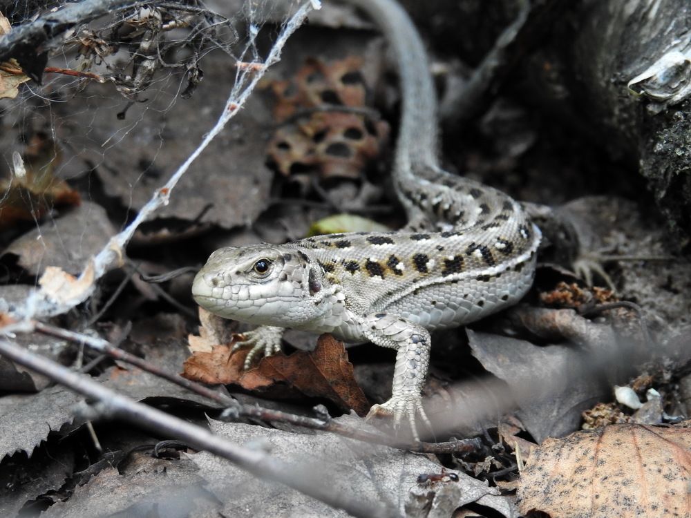 Photograph by Олеся Дейнеко