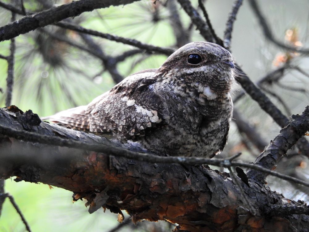 Photograph by Олеся Дейнеко