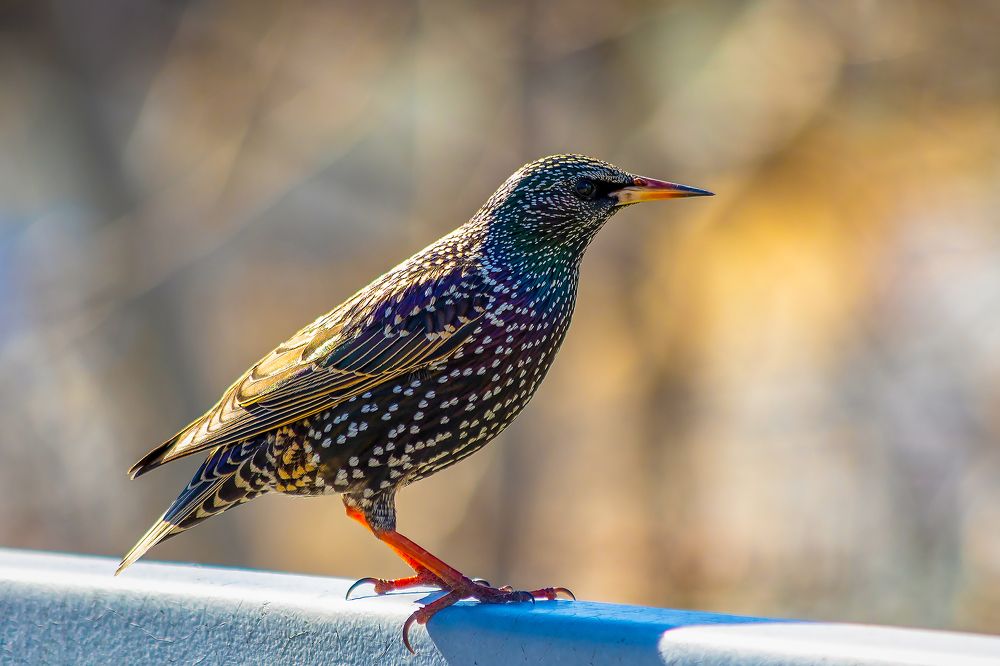 Photograph by Антон Дергунов