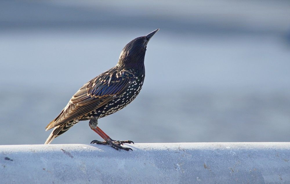 Фотография автора Геннадий Титов