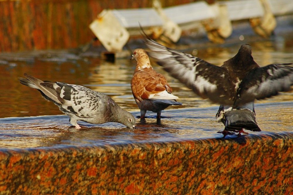 Фотография автора Геннадий Титов