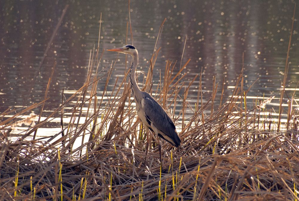 Photograph by Аlessandro