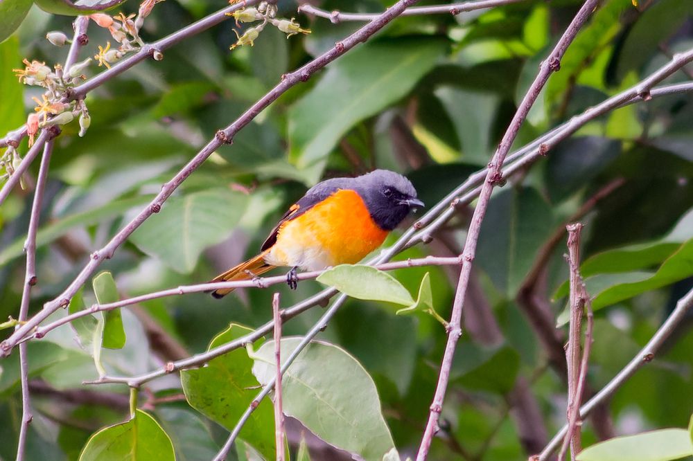 Colors Hidden in the Canopy