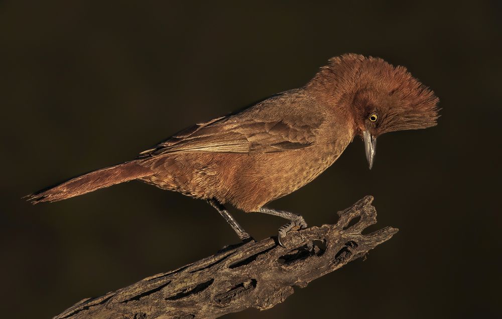 Photograph by Mario Fiorucci