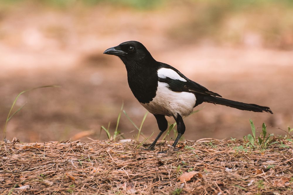 Photograph by Corey D