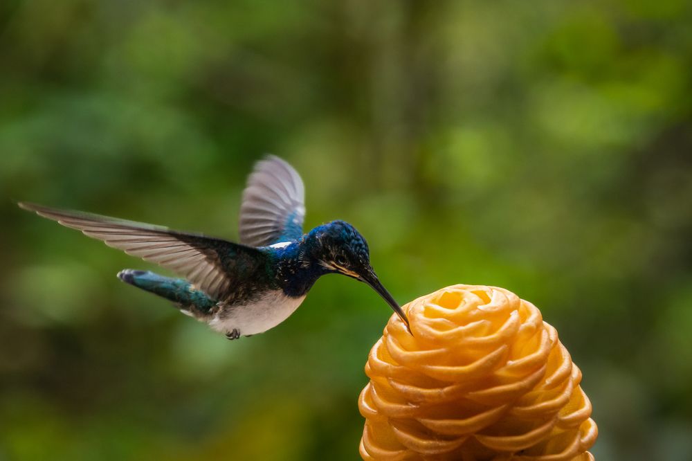 Photograph by Susie Castellano