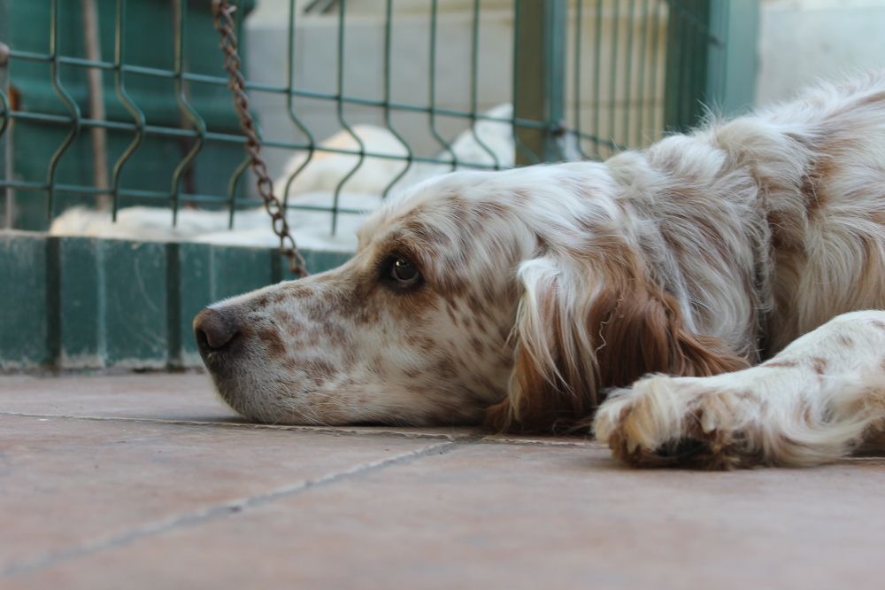 Photograph by Francisco Ferreira