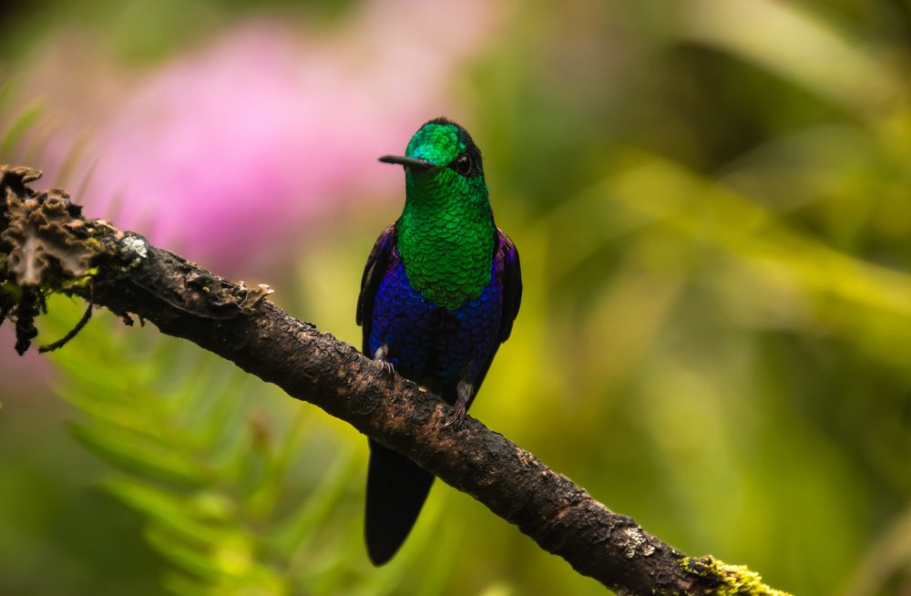 Photograph by Susie Castellano