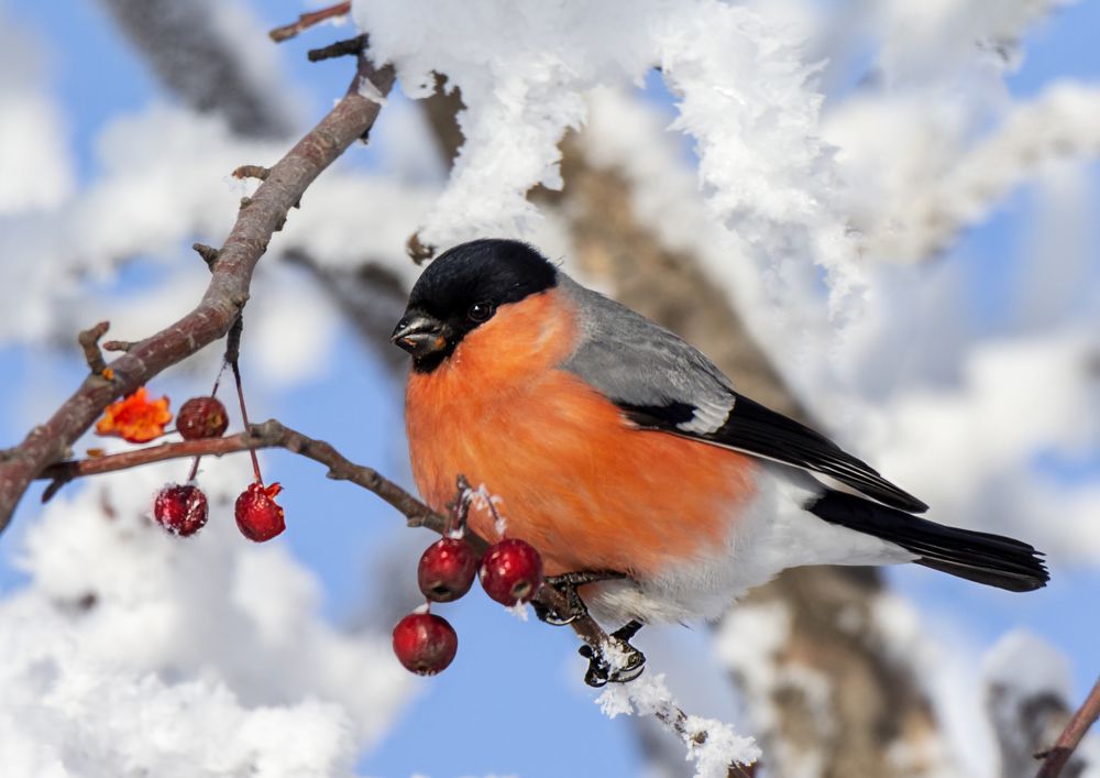 Photograph by Koledova Irina