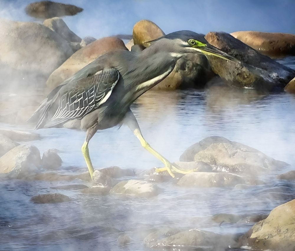 На утренней охоте.