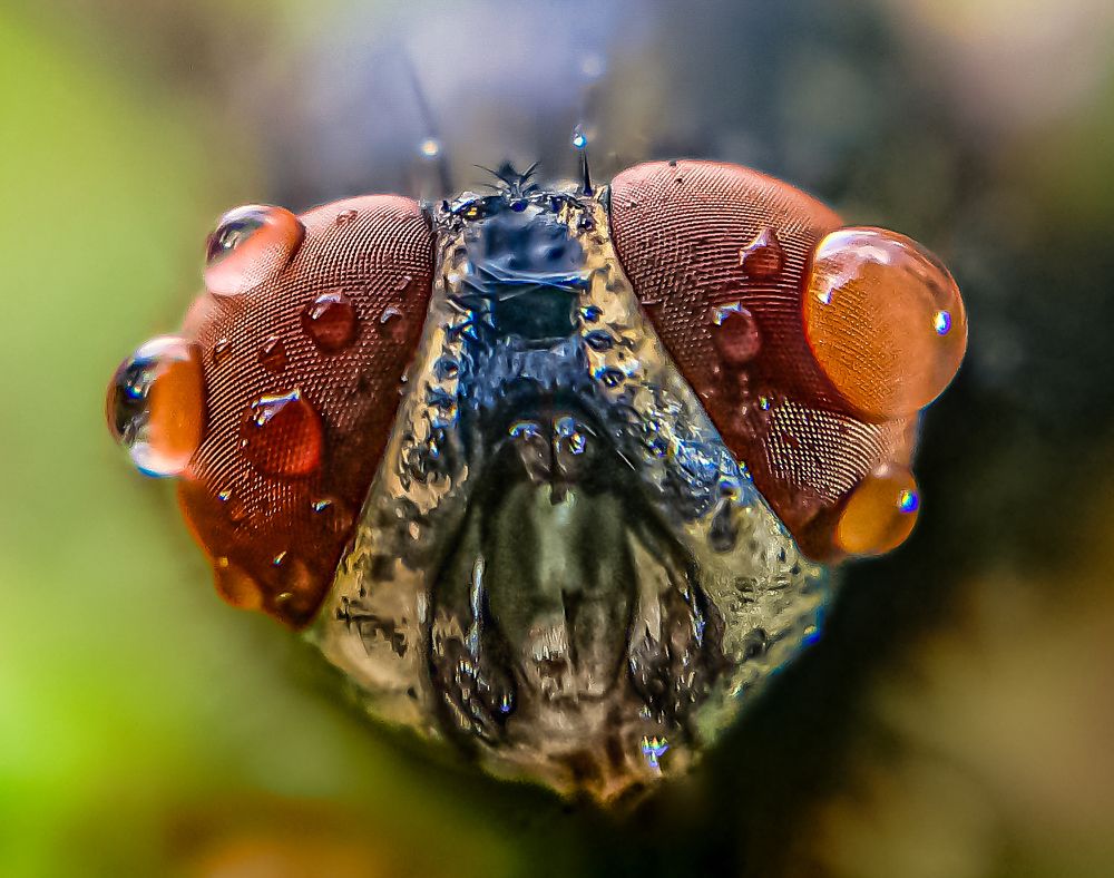 Photograph by M.Maleesha Sathsara Perera