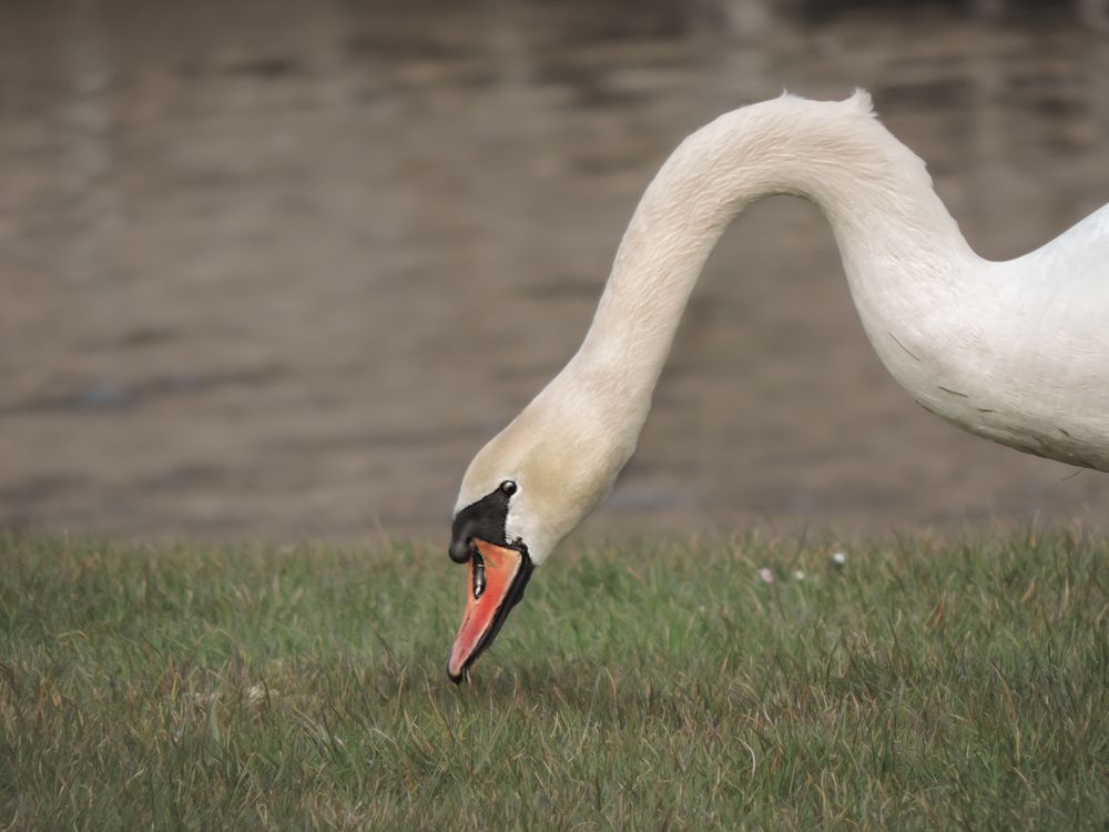 Photograph by Luiza Johnson