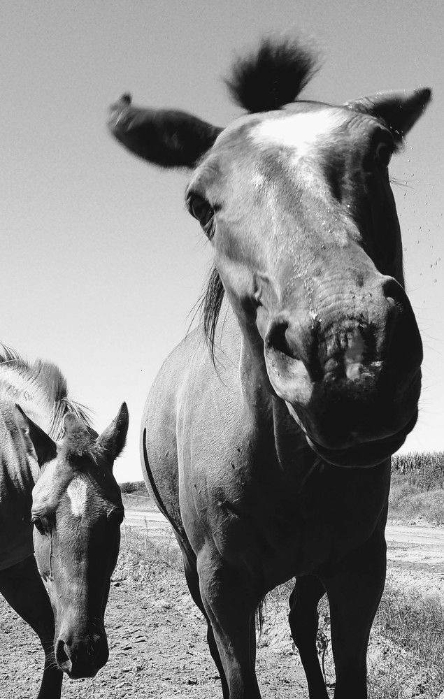 Photo #11090922