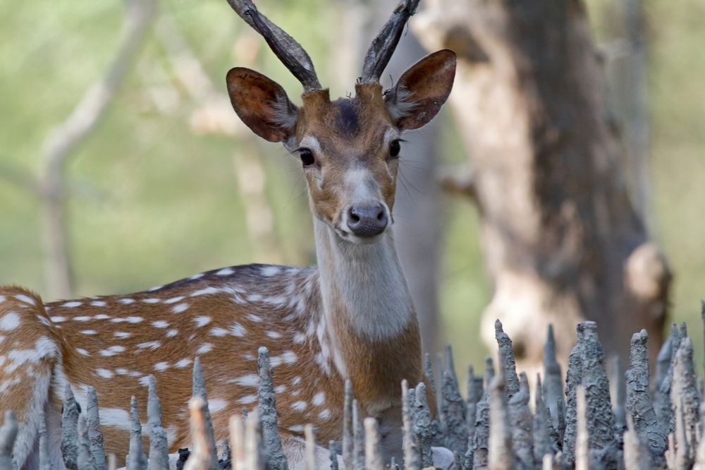 Photograph by Quazi Ahmed Hussain Sanjeed