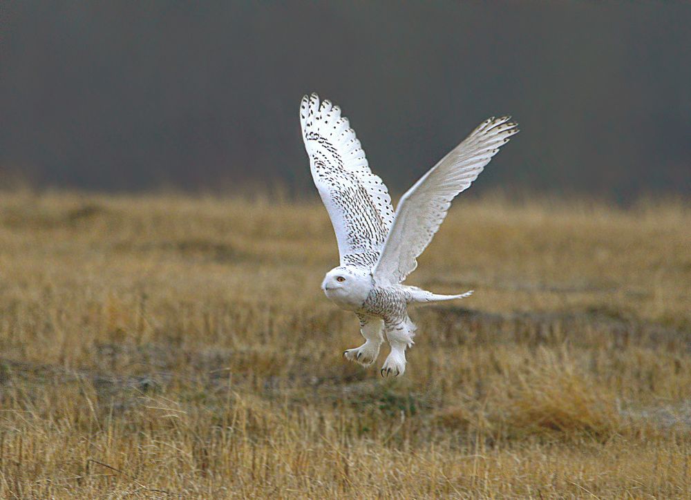 Photograph by Михаил Белоусов