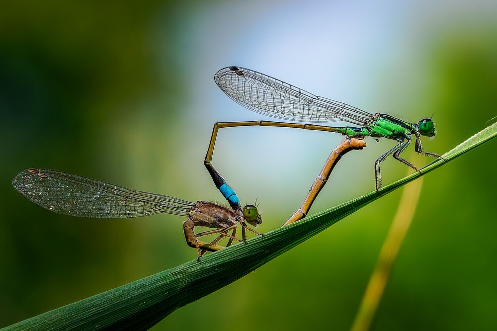 Photograph by Uesan Aliace