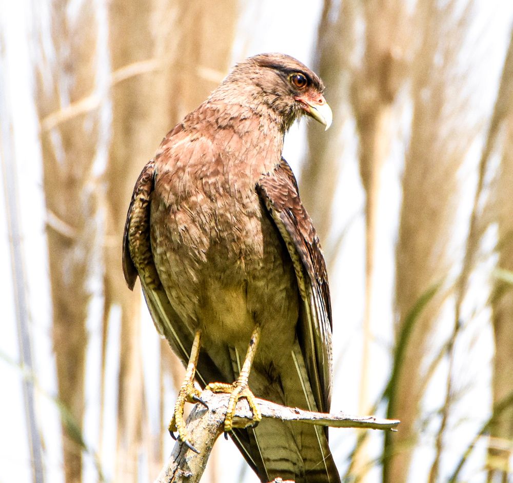 Photograph by Agus Amar