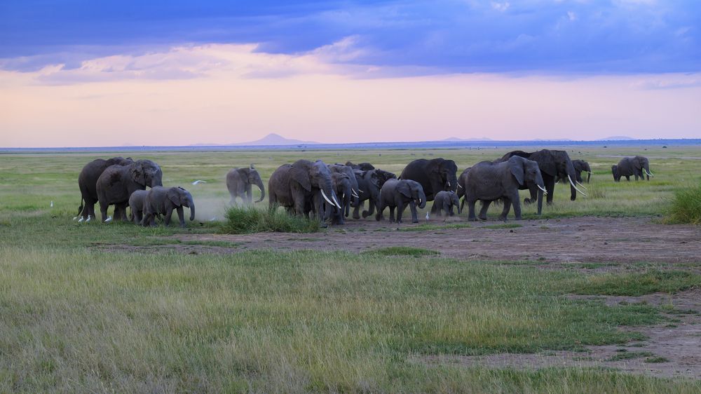 African elephants of Amboseli Park