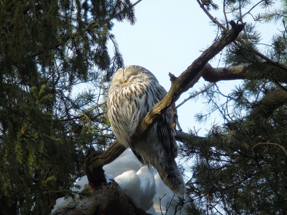 Длиннохвостая неясыть