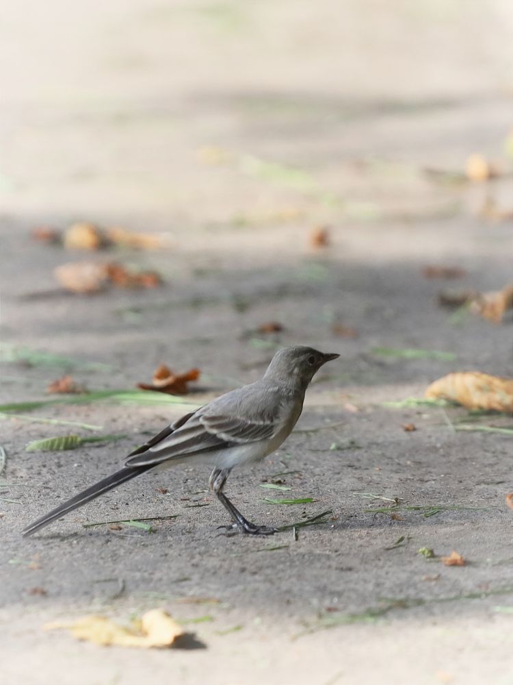 маленькая птичка трясогузка