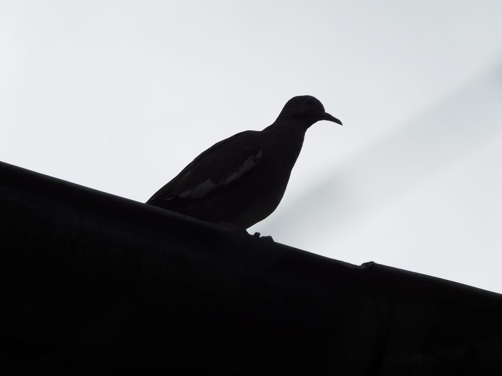 Photograph by Mauricio Santiago Boulogne