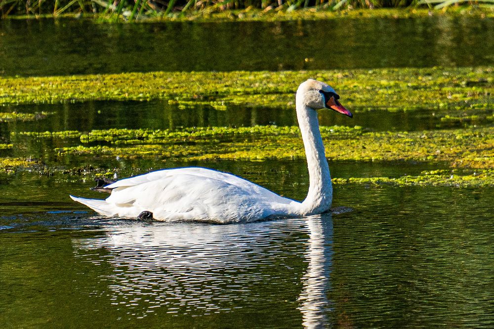 Фотография автора Николай Бологов