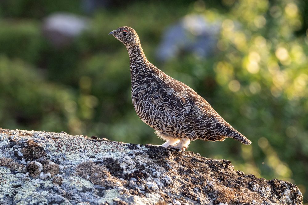 Photograph by Савчук Сергей