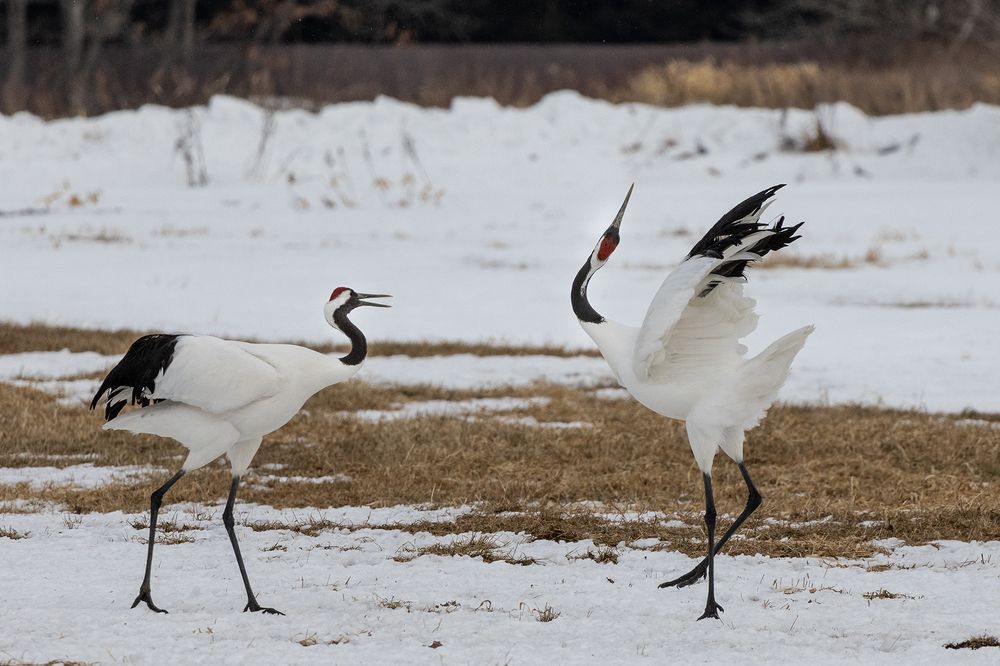 Photograph by Manaska Mukhopadhyay