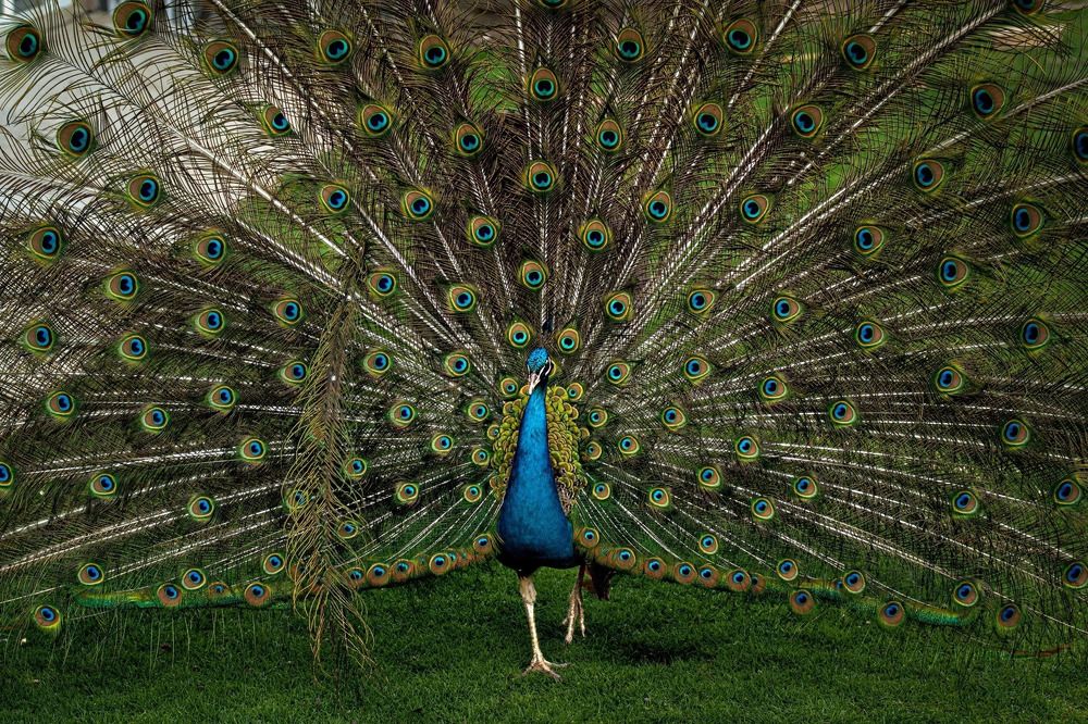 Photograph by Наталья Ситова