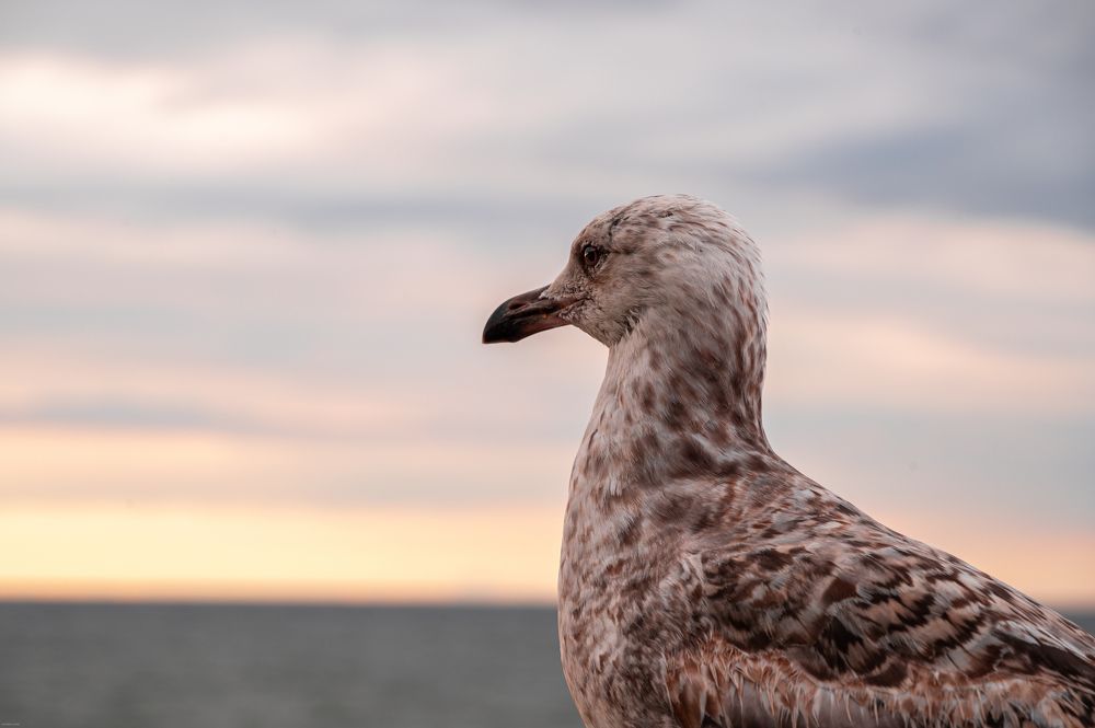 Photograph by Елена Аверина