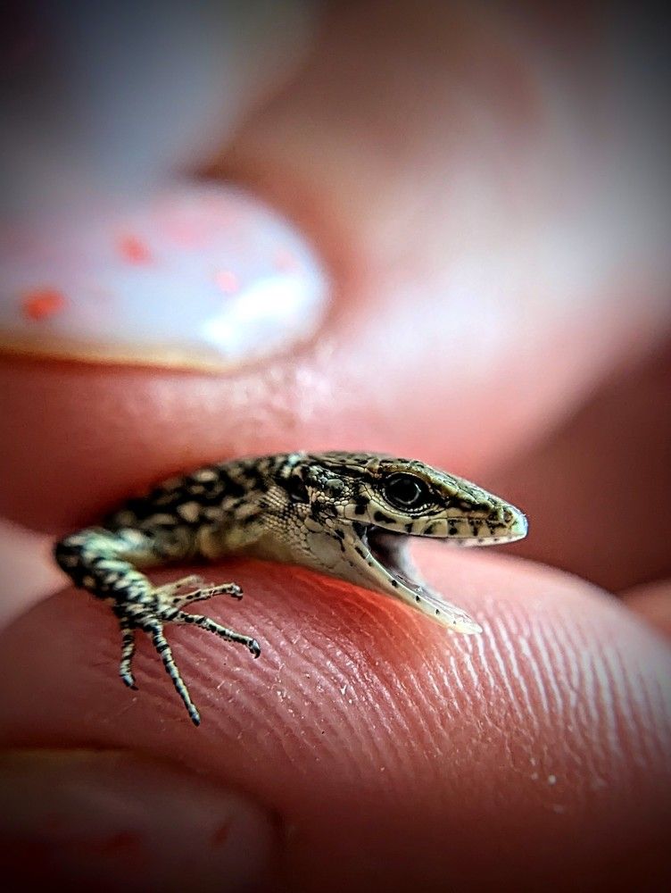 Photograph by AlexaL