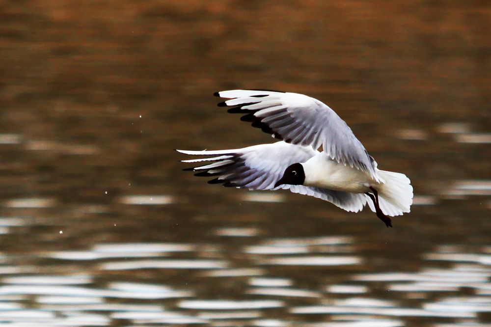 Photograph by mahdi karimi souderjani